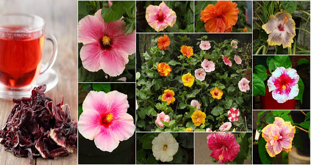 RECENT RESEARCHED: GUMAMELA as Herbal Medicine: For Bronchitis, Cough, Fever, Boils, High Blood Pressure, Headaches and More!